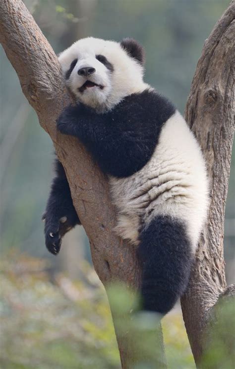 Pin di Afro Lilo su ♡ PANDAS ♡ | Panda cuccioli, Simpatici animaletti, Animali