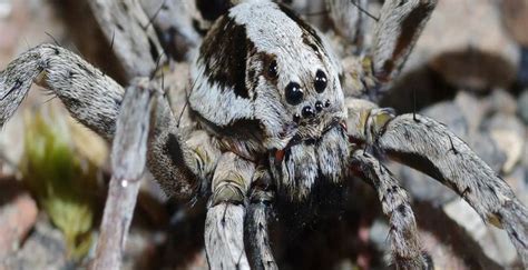 Tem medo de aranhas? Aprenda como lidar e superar esse receio.