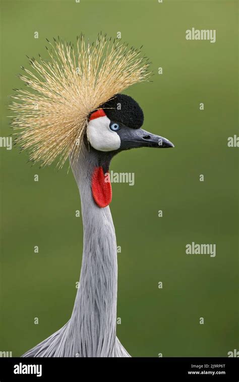 African crowned crane Stock Photo - Alamy