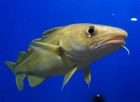 File:Portrait of Cod.jpg - Wikimedia Commons