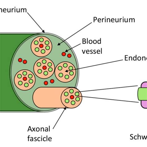 Peripheral nerve structure. The endoneurium is the innermost layer and ...