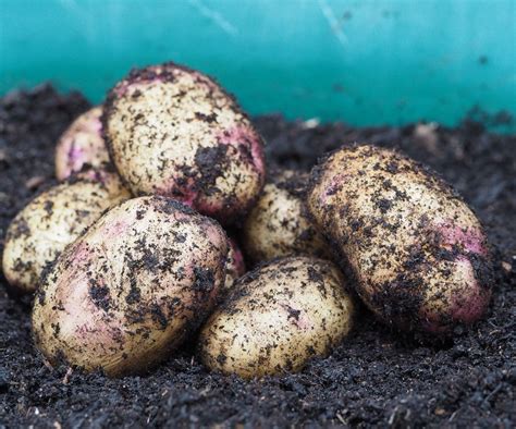 Best potato varieties: 12 top crops for your vegetable patch | Homes ...