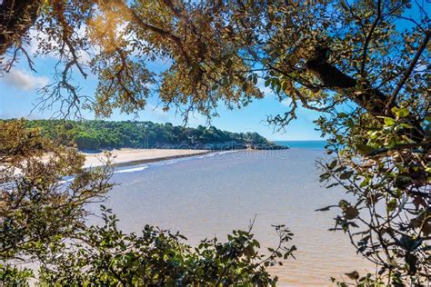 Landscape of Beaches Surrounded by Pine Forests in Gironde Stock Image - Image of aquitaine ...