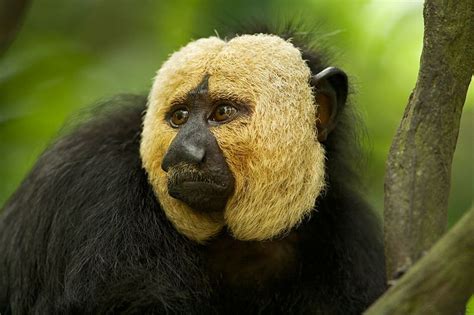 New monkey species already believed to be endangered – Artofit