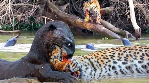 Giant Otter Vs Jaguar! The Battle For Survival Between The Jaguar And ...