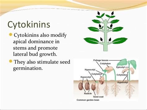 Plant hormones and plant reproduction