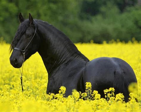 Beautiful!!! | Mooie paarden, Fries paard, Paarden