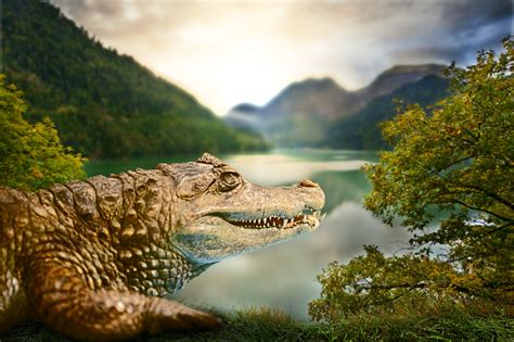 Alligator in habitat - Střediska