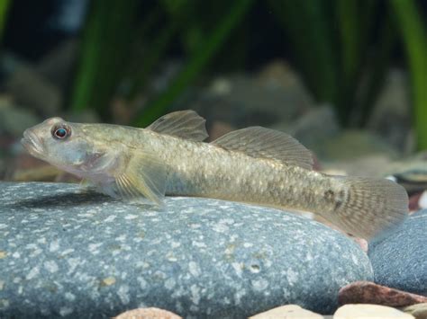 Cool Goby Blog: Rhinogobius szechuanensis -Freshwater Goby