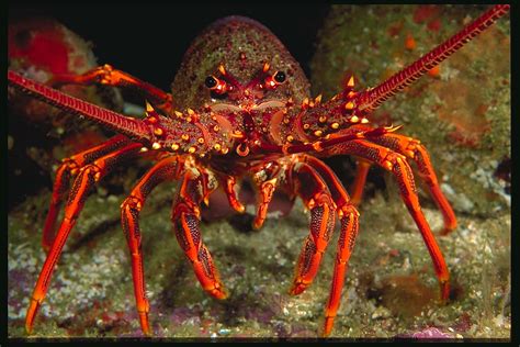 Crayfish Pictures | Fun Animals Wiki, Videos, Pictures, Stories