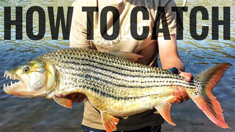 How to Catch Tigerfish in Africa (Tackle and Tequniques, everything you ...