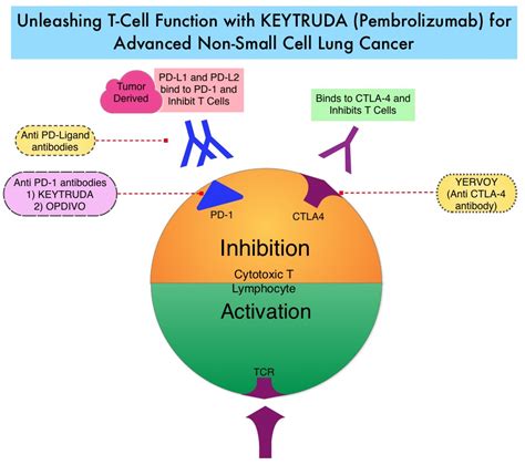 KEYTRUDA® Doubles Overall Survival Compared with Chemotherapy in ...