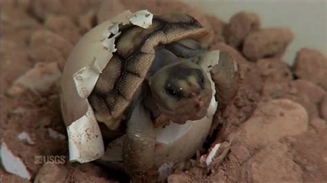 Hatching of a Mojave Desert Tortoise - YouTube