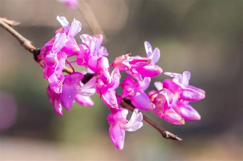 Eastern Redbud Delivers Spring! - Lewis Ginter Botanical Garden