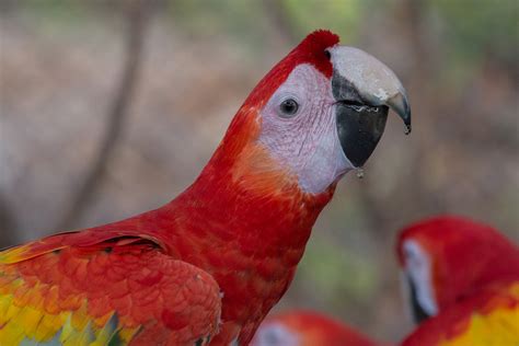 Macaw Conservation in Costa Rica