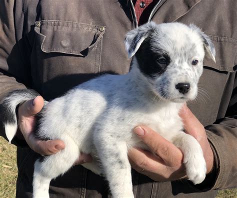 Austrailian Blue Heeler Puppies For Sale | New Boston, MO #317255