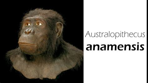 Australopithecus anamensis - YouTube