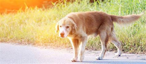 What to Do if You Find a Stray Dog | Nylabone