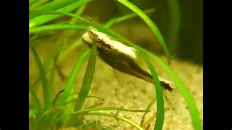 otocinclus breeding - YouTube