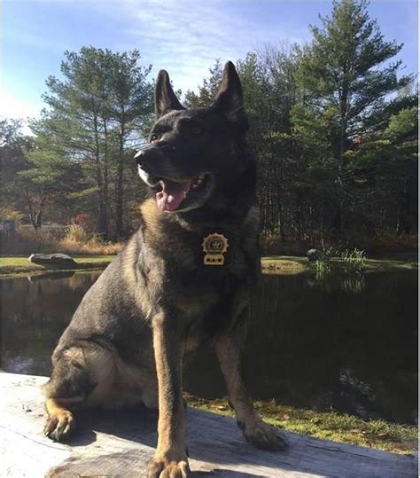 Ulster County Sheriffs Office K-9 Officer Passes Away