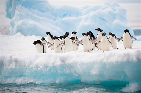 Penguins, Antarctica, cold climate trend - Globetrender