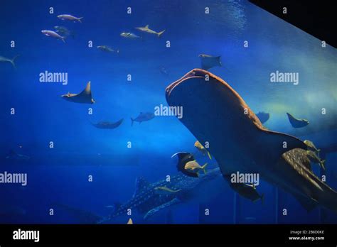 unidentified tourists take photo with the whale sharks in front of ...