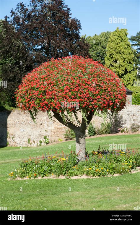 French tree scarlet colour cultivated plant Display of Geranium plants ...