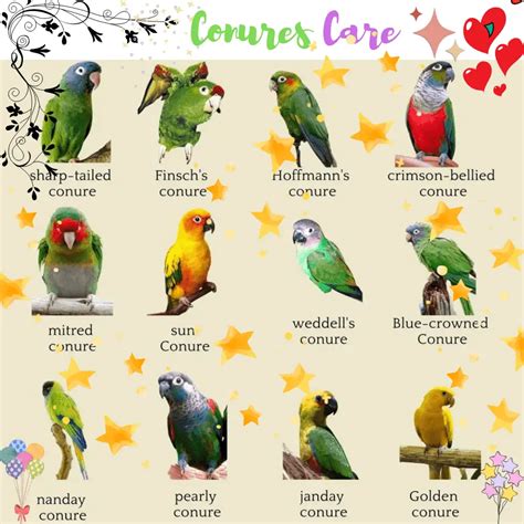 Conures care - How To Care For A Conure Parrot | Food, Habitat & Health