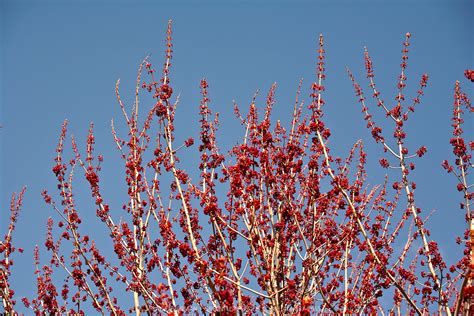 Red Maple flowers (Acer rubrum) | GreenFuse Photos: Garden, farm & food photography