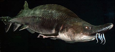 Beluga Sturgeon - Fishes World - HD Images & Free Photos