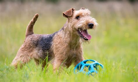 Lakeland Terrier: Characteristics, Care & Photos | BeChewy