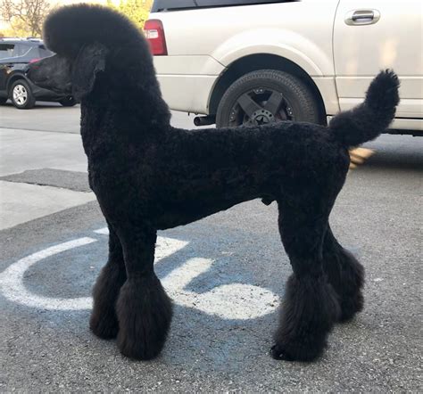 Pony cut Standard Poodle Cuts, Standard Poodle Haircuts, Poodle Haircut ...