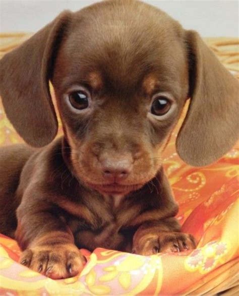 Cutest Tiny Brown Dachshund Puppy! | Cute animals, Cute little puppies, Baby animals