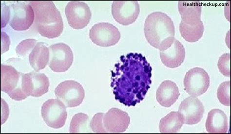 Basophils Blood Test: Normal Range, Causes of High, Low Basophil Count