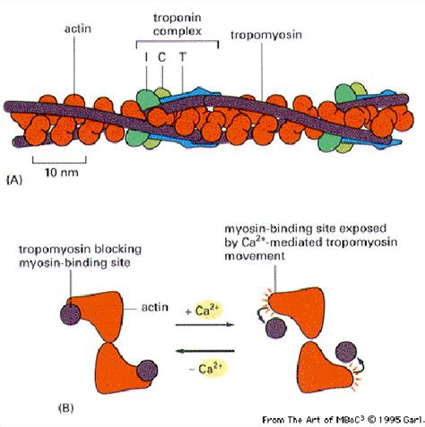 Actin Cytoskeleton | Celebrate Cytochemistry | Gwen V. Childs, Ph.D.