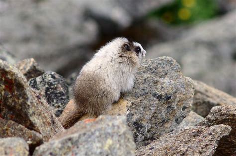 Baby marmot by HerrHaller on deviantART | Marmot, Baby, Adorable