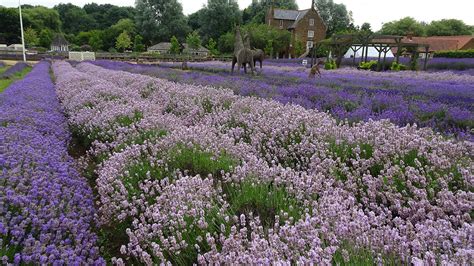 About Norfolk Lavender