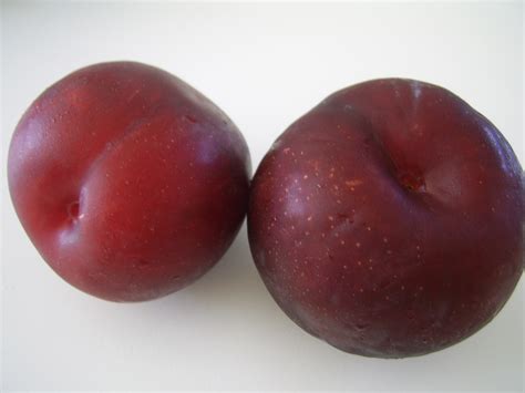 Two Purple Plums Free Stock Photo - Public Domain Pictures