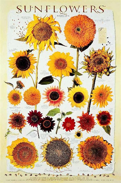 http://www.gmushrooms.com/Posters/SUNFLOWERS.jpg | Why not..? | Pinterest | Sunflowers, Flowers ...