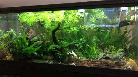 African Dwarf Frog tank updated. 20 gallon long. - YouTube