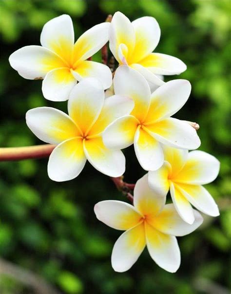 Gambar Bunga Kamboja Putih Kuning | Flowers nature, Beautiful flowers, Beautiful flowers wallpapers