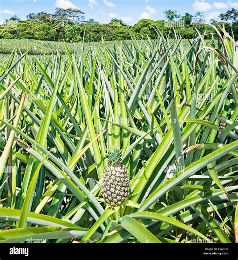 Pineapple plantation, Costa Rica Stock Photo - Alamy