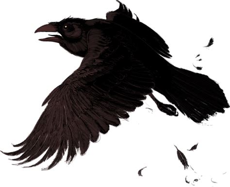 Raven PNG Transparent Images | PNG All