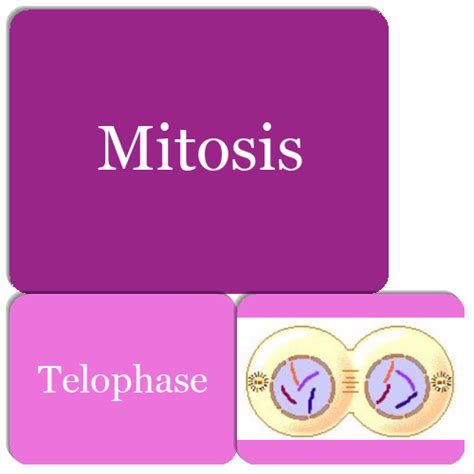 Mitosis - Match The Memory