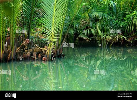 A tropical rainforest lagoon in Java, Indonesia Stock Photo - Alamy