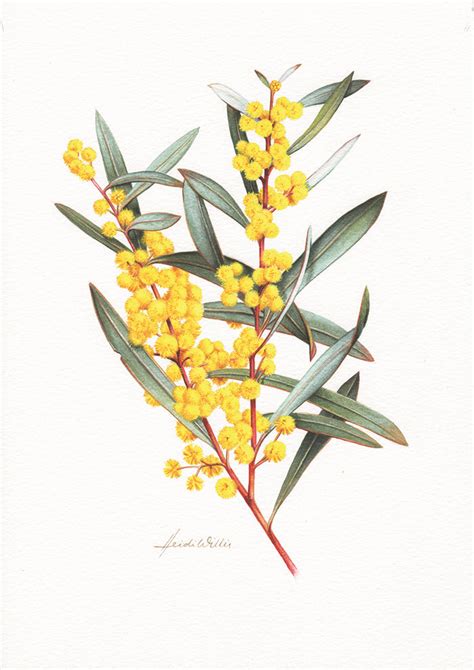 An illustrated guide to Australia's marvellous wattle | Flower drawing ...