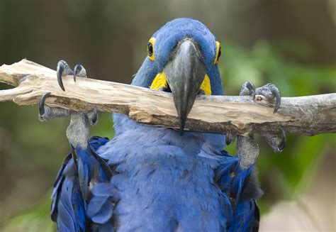 Hyacinth macaw: The largest parrot in the world | One Earth