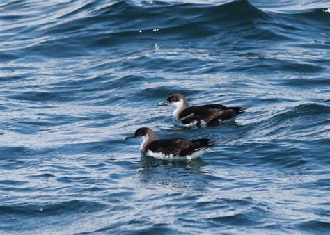 Manx shearwater | A Manx shearwater seen on the SeaLife Surv… | Flickr