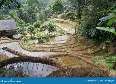 Beautiful Rice Terraces in the Morning Stock Photo - Image of flower ...