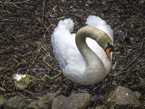 Nesting Instinct Mute Swan Stock Photos - Free & Royalty-Free Stock ...